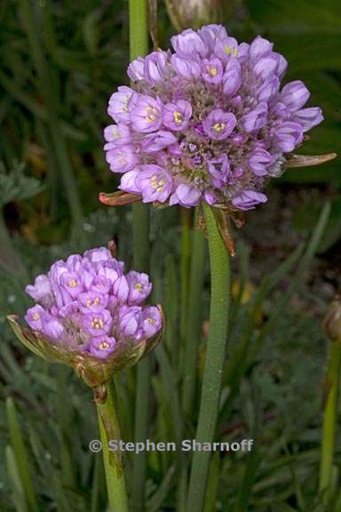 armeria maritima ssp californica 1 graphic